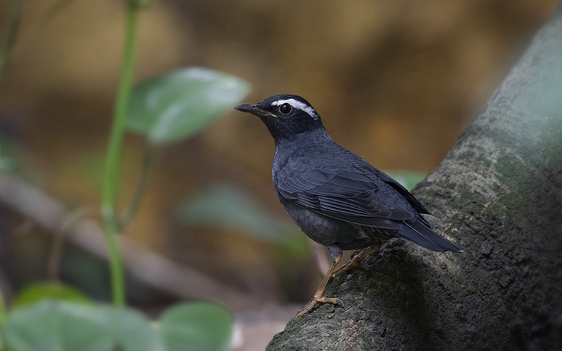 Siberian Thrush (Geokichla sibirica) at Cuc Phuong Bird Hides - Northern Vietnam. Photo by: Bui Duc Tien - Vietnam Bird Photography Tours - Vietbirdphototours.com